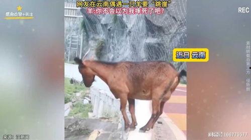 网友爆料三只羊后续视频,揭秘神秘事件真相  第3张