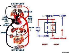 特别病栋全集在线观看,揭秘生死边缘的惊心动魄故事