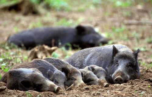 超级野猪最早爆料视频大全,揭秘神秘生物的惊世风采
