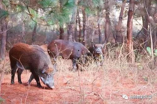 超级野猪最早爆料视频大全,揭秘神秘生物的惊世风采  第2张
