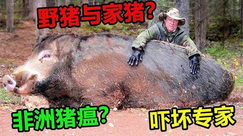 超级野猪最早爆料视频大全,揭秘神秘生物的惊世风采  第3张