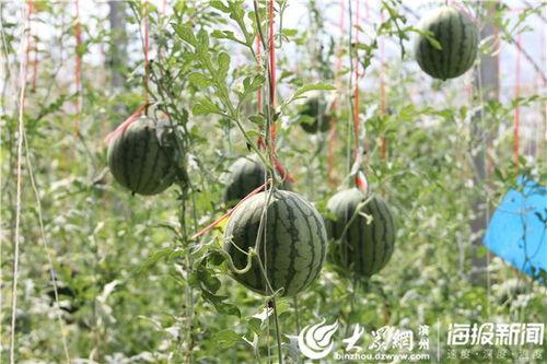 邳州网红吃瓜事件视频,一场网络狂欢背后的真相揭秘