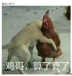 最新爆料鸡哥事件,最新爆料揭露惊人内幕  第2张