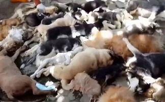 印尼巴厘岛爆料视频,真实与想象的碰撞  第2张