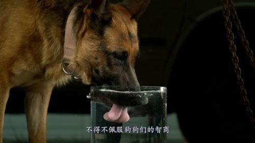 狗心在线观看,温情治愈，宠物与人类的深情故事  第2张