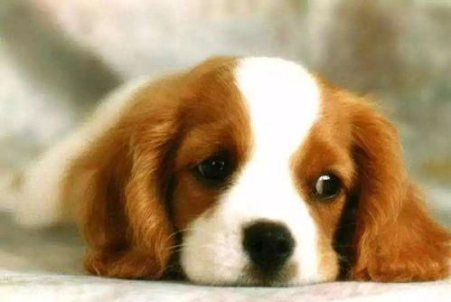 狗心在线观看,温情治愈，宠物与人类的深情故事  第3张