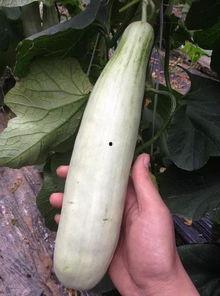 网红吃的软瓜有哪些,网红们钟爱的软瓜美食大盘点