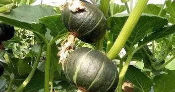 网红吃的软瓜有哪些,网红们钟爱的软瓜美食大盘点  第2张