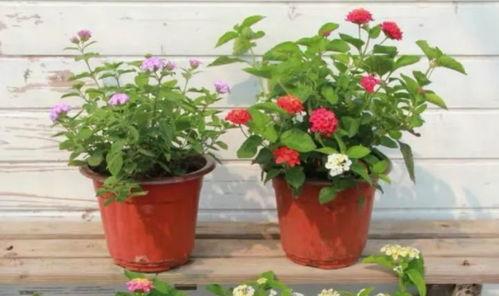 石家庄澡堂爆料视频最新  第3张